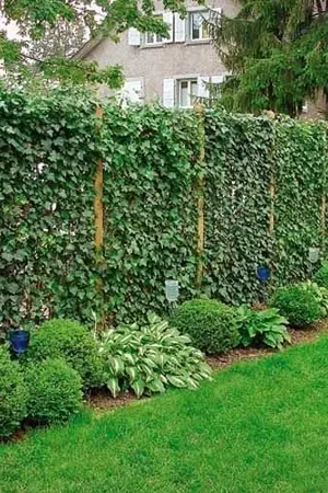 ปกนิยาย บังเอิญรักอยู่ข้างรั้ว