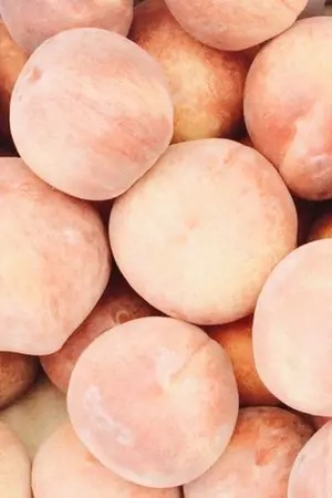 ปกนิยาย [SF/OS] peach&peach (wanna one)