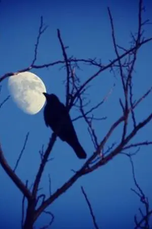 ปกนิยาย [Haikyuu] ーCrows under the moonー