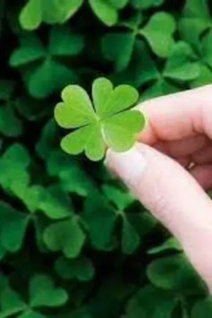 ปกนิยาย ยามรักดั่งดอกหญ้าสี่กลีบ