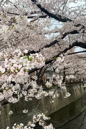 ปกนิยาย คิดถึงชูดา (YAOI)