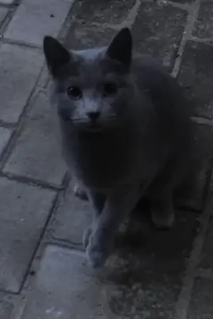 ปกนิยาย Bring me "Gift"/กิฟูโตะกับโอโรชิเเละห้องA