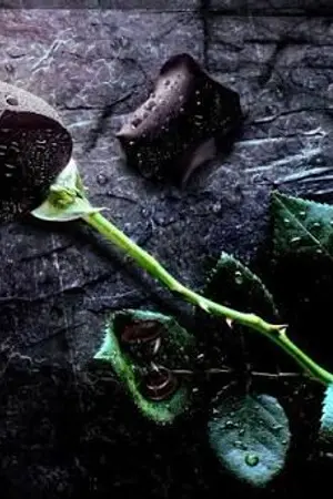 ปกนิยาย Dream Of Black Rose Online.[Yaoi/BL]