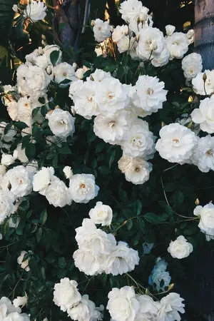 ปกนิยาย sylvia : markmin (omegaverse)