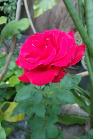 ปกนิยาย นิยามรัก