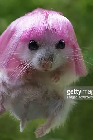 ปกนิยาย My Hamjie! ♡ แฮมจี้ของคุณเอ็ม [ YAOI ]