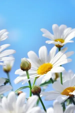 ปกนิยาย D A I S Y | linho