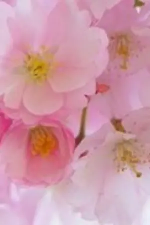 ปกนิยาย [END]พี่สาวคนนี้เกลียดน้องชายที่สุดในโลก [YAOI]