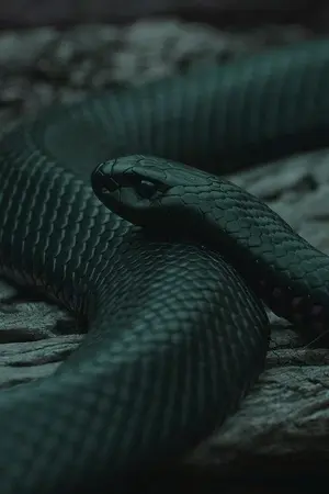 ปกนิยาย Harry Potter | I'm serpent ผมคืองู (OC)