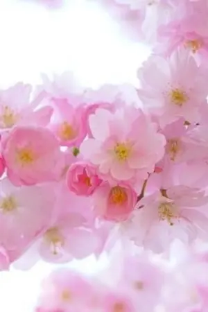 ปกนิยาย ดวงใจ markbam