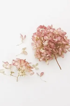 ปกนิยาย flower blooming