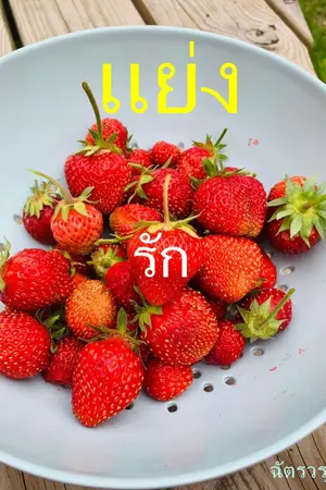 ปกนิยาย แย่งรัก