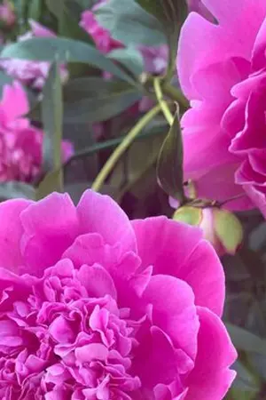 ปกนิยาย ฉันจะโอบกอดเธอไว้ด้วยรัก