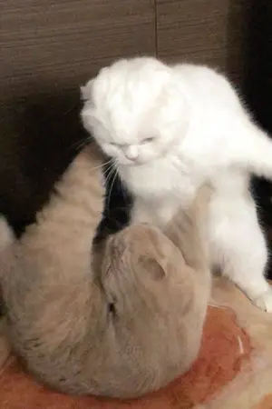 ปกนิยาย เออกูเองตัวร้าย แล้วมันจะทำไม?