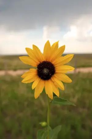 ปกนิยาย (Produce101,WANNAONE) Floral ❥ DanHwi