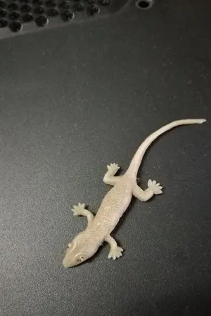 ปกนิยาย มนุษย์ไร้ปีกกับจิ้งจกไม่มีหาง