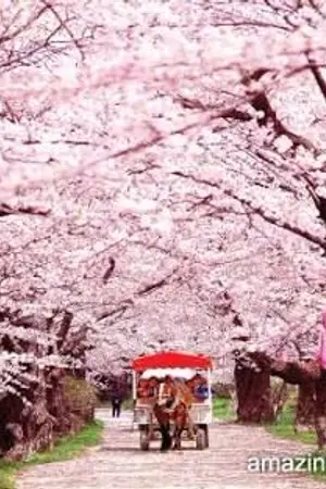 ปกนิยาย ความหมายของดอกไม้แต่ละประเทศ