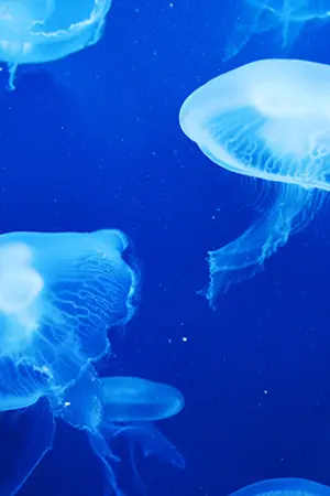 ปกนิยาย หีบสมบัติใต้ทะเล