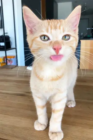 ปกนิยาย ร้อยลับตำรับธรรมดา