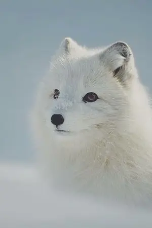 ปกนิยาย MinV : หลงกลิ่น