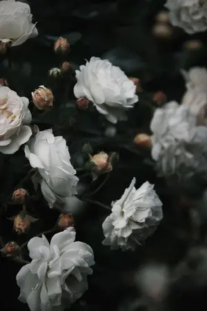 ปกนิยาย [OS] Oblivescence -NAMJIN-