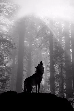 ปกนิยาย ศึกคำสาปวุ่นลุ้นรัก