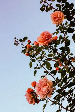 ปกนิยาย เจิ้นไม่รัก #ป๋อจ้าน