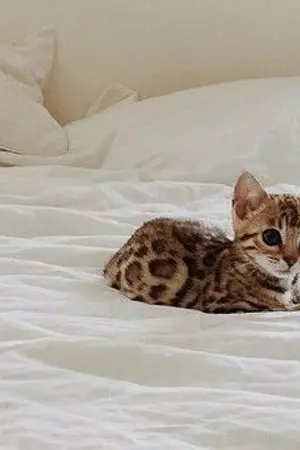 ปกนิยาย (Onghoon) How To Feed Your Kitten?