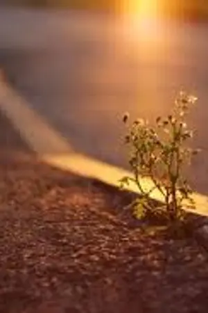 ปกนิยาย ดาวบนฟ้า (yuri)