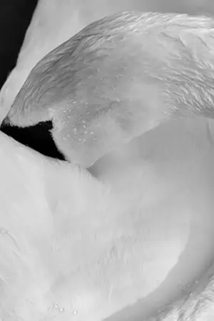 ปกนิยาย คำขอ [YURI]