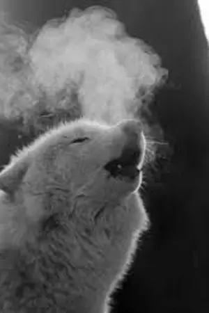 ปกนิยาย [AU Harry Potter] My soulmate (Noren)