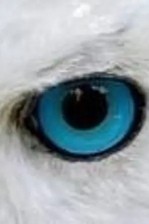 ปกนิยาย OWAZA-โอวาซา