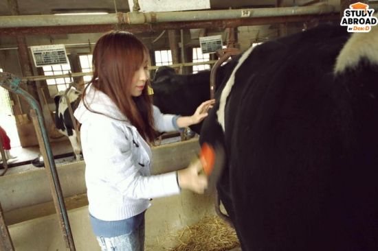 มีลองให้อาหารน้องวัวด้วย