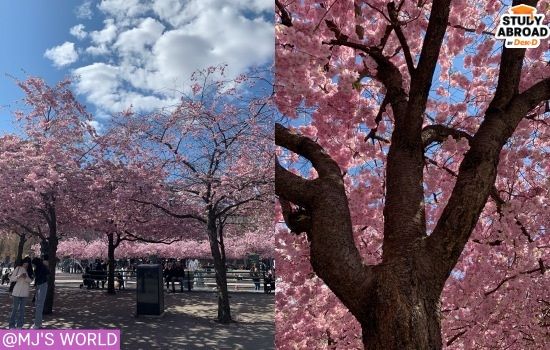 ดอกซากุระในเมือง