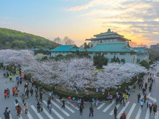 Sight of Wuhan University cherry blossoms