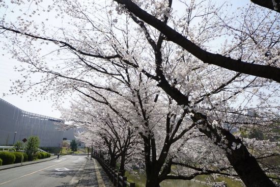 Photo Credit: Osaka University