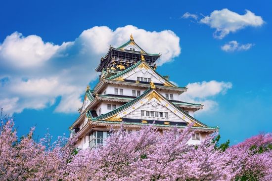 Osaka castle and cherry blossoms in spring. 