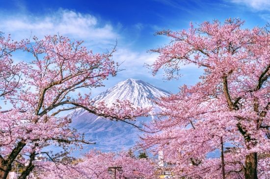 Fuji mountain and cherry blossoms in spring, japan.