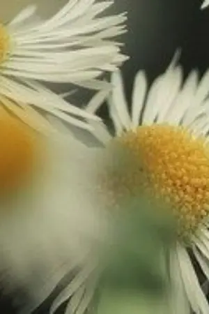 ปกนิยาย สาปรักวันสิ้นโลก