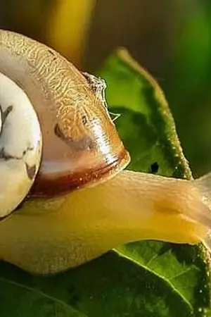 ปกนิยาย Snail หอยทากน้อยกับการทะลุมิติ