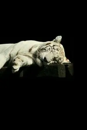 ปกนิยาย เมียเสือ Nc18+ (จันทร์ฉาย&ราม)