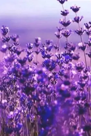 ปกนิยาย องครักษ์พิทักษ์จักพรรดินี