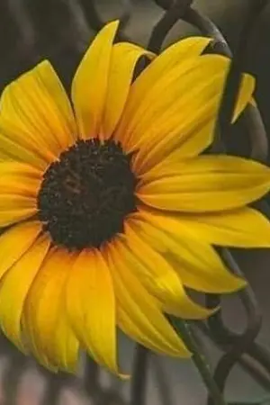 ปกนิยาย Bully ขอบคุณที่รักกัน