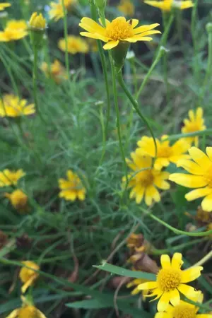 ปกนิยาย ม่านรักแห่งขุนเขา