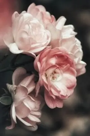 ปกนิยาย Dear Strangers, บันทึกหัวใจชำรุด