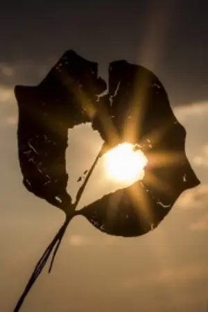 ปกนิยาย Broken autumn ฤดูใบไม้ร่วงที่แตกสลาย
