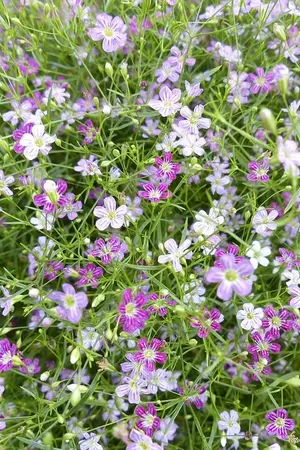 ปกนิยาย พี่เลี้ยงเด็ก