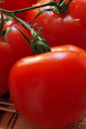 ปกนิยาย วันสิ้นโลกแล้ว ส่วนผมก็เป็นมะเขือเทศ