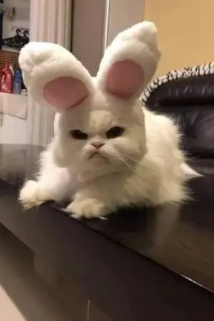 ปกนิยาย ~I'm a Human not a cat~