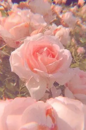 ปกนิยาย [Twisted Wonderland x OC] การเป็นคุณครูในต่างโลก